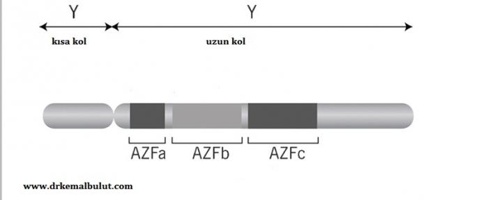 Y kromozomunun uzun kolunda Azospermi Faktör (AZF) bölgesinde oluşabilecek delesyon bölgeleri