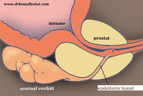seminal vezikül ve ejakülatör kanalın anatomik görüntüsü