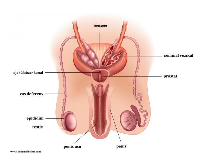 Erkek üreme sisteminin anatomisi