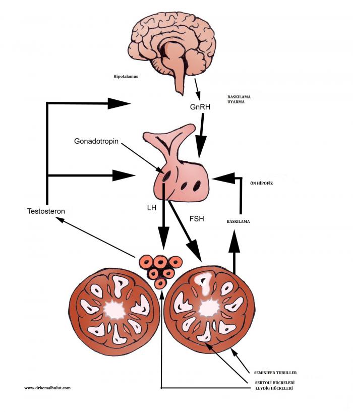 Hipotalamus-hipofiz ve testis döngüsü bu organların uyarıcı ve baskılayıcı sinyalleriyle gerçekleşir. Hipotalamustan GnRH salınımı, hipofizden FSH ve LH salınımını başlatır. FSH sertoli hücrelerini uyararak sperm yapımına yardım ederken, LH da Leydig nücrelerinden testosteron salınmasını uyarır. Bu döngüyü testosteron ve inhibin salgısı baskılar