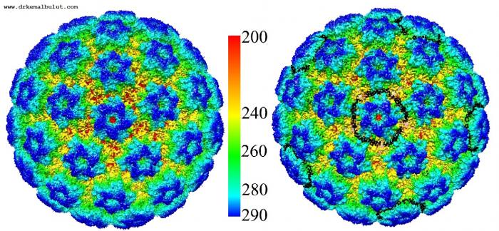 HPV tip 16 virüsünün en net görüntüsü budur.