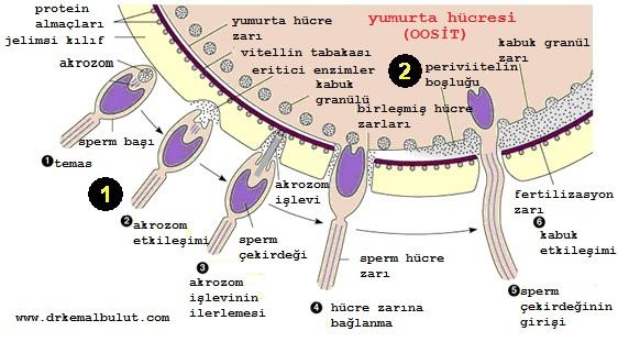 Fertilizasyon aşamaları, spermin oosit (dişi yumurtası) yapışması ve sperm genetik materyalinin oosit içine aktarılmasına fertilizasyon denir.