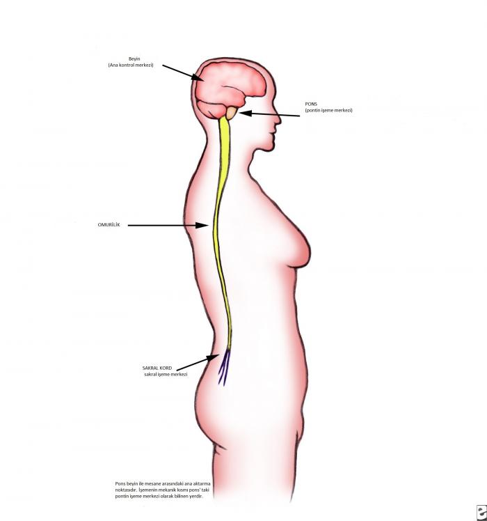 ŞEKİL 1. Nörojenik mesanede özet anatomi
