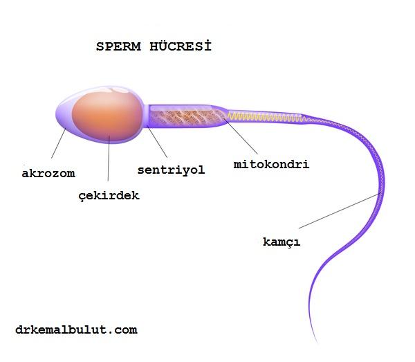 sperm hücresinin bölümleri