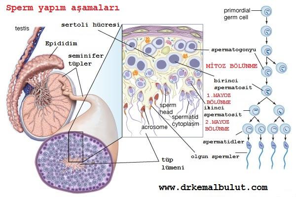 Sperm yapımı ve olgunlaşması 14 basamakta ve74 gün süren işlemler sonucu oluşur.