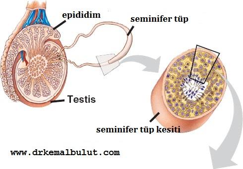 testisin anatomisi