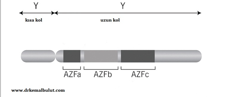 AZF ( Azospermi Faktör ) bölgesi Y kromozomunun uzun kolundadır.