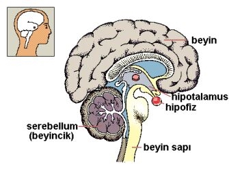Sperm yapımına katkısı olan beyin bölümleri hipofiz ve hipotalamus' tur.
