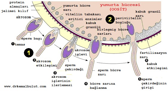 Fertilizasyon aşamaları, spermin oosit (dişi yumurtası) yapışması ve sperm genetik materyalinin oosit içine aktarılmasına fertilizasyon denir. 