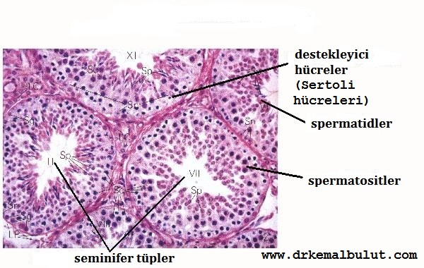 Seminifer tüplerin 500x büyütme ile boyanmış preperatta histolojik görünümü