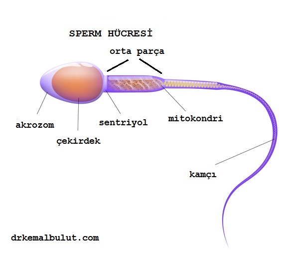 normal morfolojiye sahip sperm hücresinin bölümleri