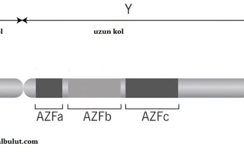 Y kromozomunun uzun kolunda Azospermi Faktör (AZF) bölgesinde oluşabilecek delesyon bölgeleri