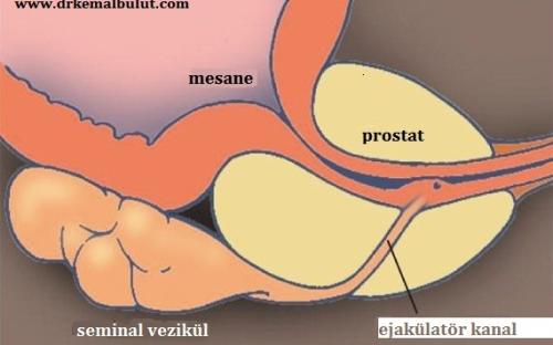 seminal vezikül ve ejakülatör kanalın anatomik görüntüsü