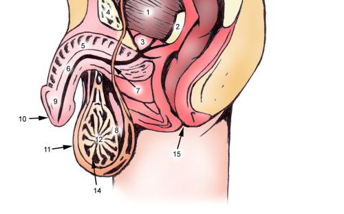 Erkeklerde üreme sistemi anatomisi