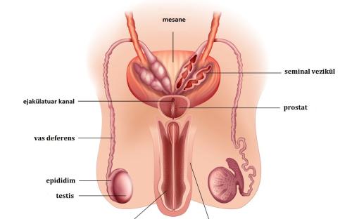 Erkek  üreme sisteminin anatomisi