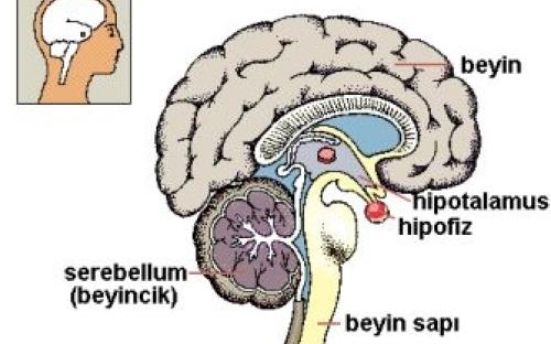 Sperm yapımına katkısı olan beyin bölümleri hipofiz ve hipotalamus' tur.