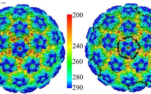 HPV tip 16 virüsünün en net görüntüsü budur.