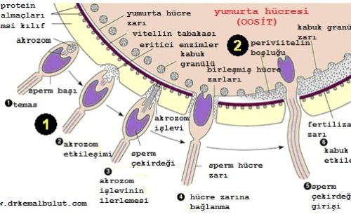 Fertilizasyon aşamaları, spermin oosit (dişi yumurtası) yapışması ve sperm genetik materyalinin oosit içine aktarılmasına fertilizasyon denir. 