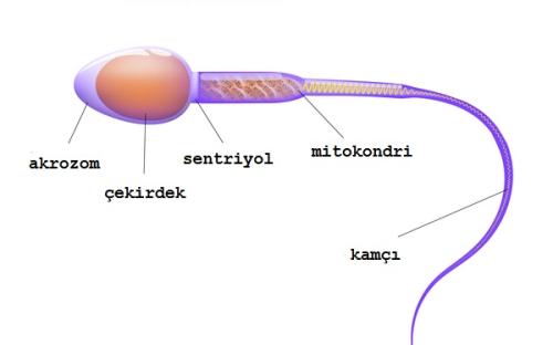 Sperm hücresinin bölümleri