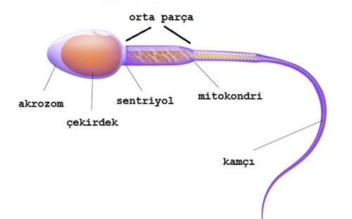 normal morfolojiye sahip sperm hücresinin bölümleri