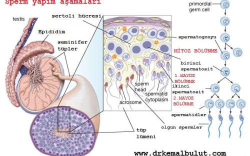 Sperm yapımı ve olgunlaşması 14 basamakta ve74 gün süren işlemler sonucu oluşur.