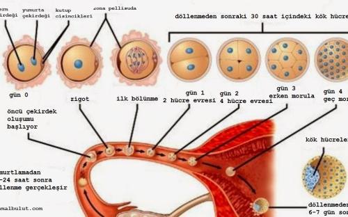 dişi yumurtlamasından ( ovülasyon )  sonra ortamda yeterli  sayıda sperm varsa 12-24 saat içinde döllenme olur, embriyonun rahime yerleşmesi 6-7. Günlerde yukarıdaki aşamaları geçerek gerçekleşir.