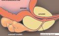 seminal vezikül ve ejakülatör kanalın anatomik görüntüsü