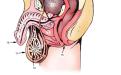 Erkeklerde üreme sistemi anatomisi