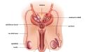Spermin içinden geçtiği tüplerin sıralaması testisler, epididim, vas deferens, seminal vezikül, ejakülatör kanal, üretra ve çıkış