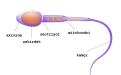 Sperm hücresinin bölümleri