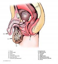 Erkeklerde üreme sistemi anatomisi