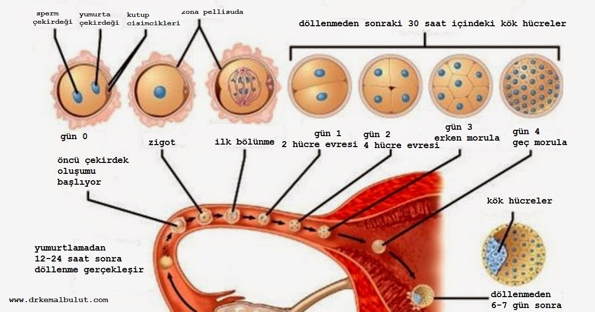 dişi yumurtlamasından ( ovülasyon )  sonra ortamda yeterli  sayıda sperm varsa 12-24 saat içinde döllenme olur, embriyonun rahime yerleşmesi 6-7. Günlerde yukarıdaki aşamaları geçerek gerçekleşir.